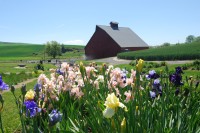 UI Arboretum with Palouse in background. UI Arboretum with Palouse in background.